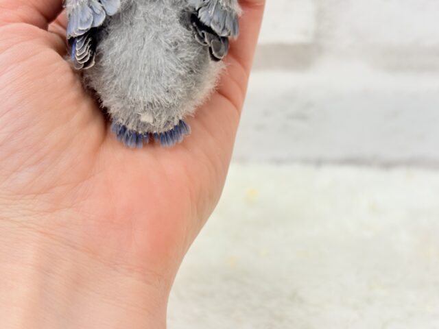 わた毛まみれ♡ヒナヒナベイビー🐣💜コザクラインコ(バイオレット) ヒナ コザクラインコ(小桜インコ)