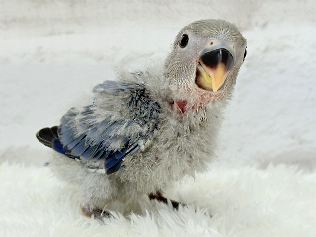 わた毛まみれ♡ヒナヒナベイビー🐣💜コザクラインコ(バイオレット) ヒナ わた毛まみれ♡ヒナヒナベイビー🐣💜コザクラインコ(バイオレット) ヒナ