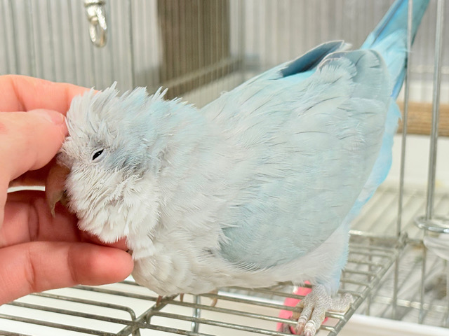 【最新画像・動画更新🪄】甘々ちゃん来ました♡♡♡オキナインコ(ブルーオパーリン)