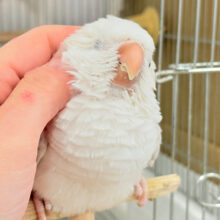 【最新画像更新🪄】慎重派だけど甘ったれ〜🧚‍♀️💖オキナインコ(コバルトパリドオパーリン) ヒナ