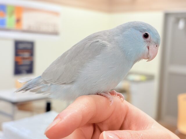 【最新画像】たっぷり優しい雰囲気❣️マメルリハ(ブルーファロー)女の子 マメルリハ