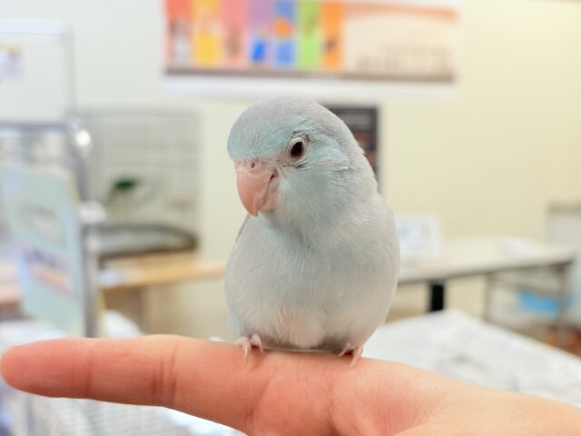 【最新画像】たっぷり優しい雰囲気❣️マメルリハ(ブルーファロー)女の子 マメルリハ