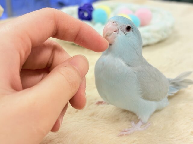 【最新画像】たっぷり優しい雰囲気❣️マメルリハ(ブルーファロー)女の子 マメルリハ