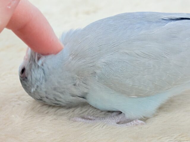 【最新画像】たっぷり優しい雰囲気❣️マメルリハ(ブルーファロー)女の子 マメルリハ