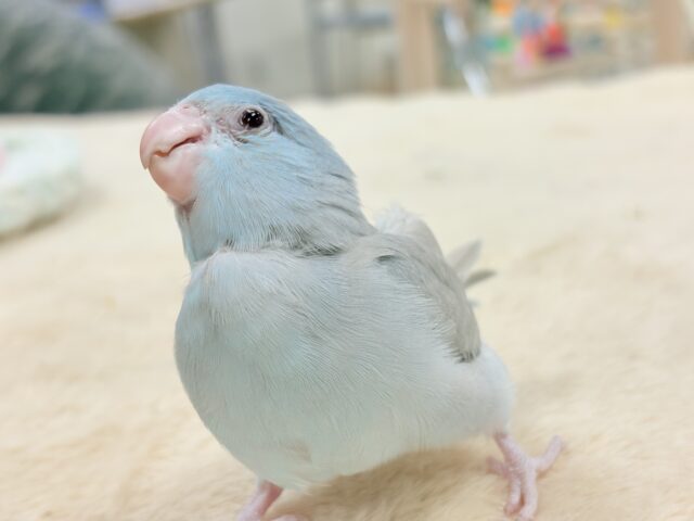 【最新画像】たっぷり優しい雰囲気❣️マメルリハ(ブルーファロー)女の子 マメルリハ