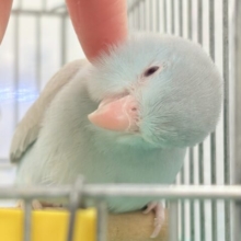 【最新画像】たっぷり優しい雰囲気❣️マメルリハ(ブルーファロー)女の子