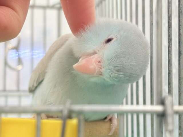 【最新画像】たっぷり優しい雰囲気❣️マメルリハ(ブルーファロー)女の子 【最新画像】たっぷり優しい雰囲気❣️マメルリハ(ブルーファロー)女の子