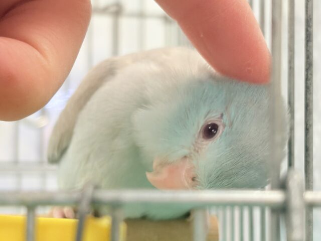 【最新画像】たっぷり優しい雰囲気❣️マメルリハ(ブルーファロー)女の子 マメルリハ