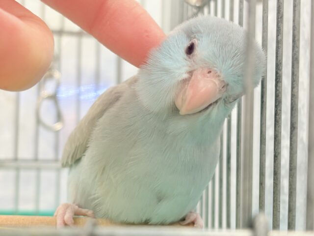 【最新画像】たっぷり優しい雰囲気❣️マメルリハ(ブルーファロー)女の子 マメルリハ