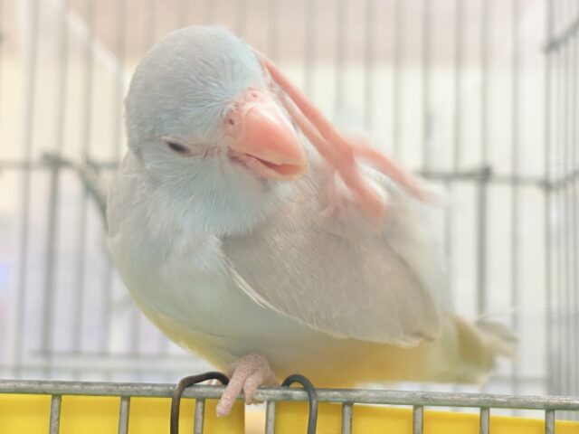 【最新画像】たっぷり優しい雰囲気❣️マメルリハ(ブルーファロー)女の子 マメルリハ