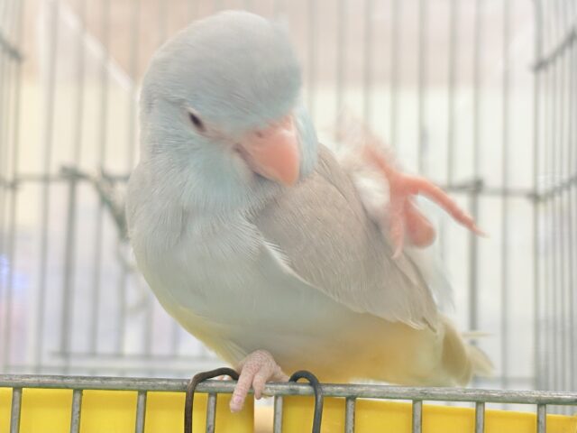 【最新画像】たっぷり優しい雰囲気❣️マメルリハ(ブルーファロー)女の子 マメルリハ