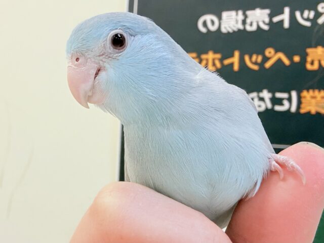 【最新画像】たっぷり優しい雰囲気❣️マメルリハ(ブルーファロー)女の子 マメルリハ