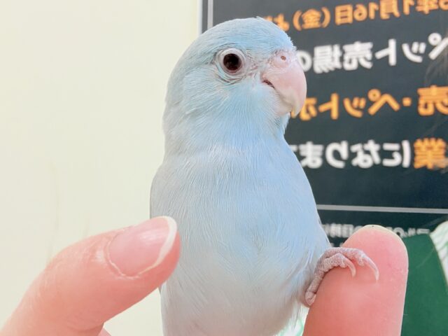 【最新画像】たっぷり優しい雰囲気❣️マメルリハ(ブルーファロー)女の子 マメルリハ