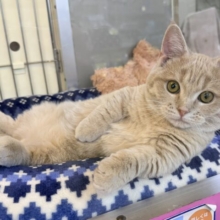 メロメロ注意❣️やんちゃなベタ慣れ君💗短足🐾マンチカンの男のコきました💫