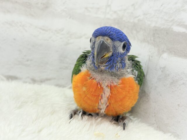 ゴシキセイガイインコ