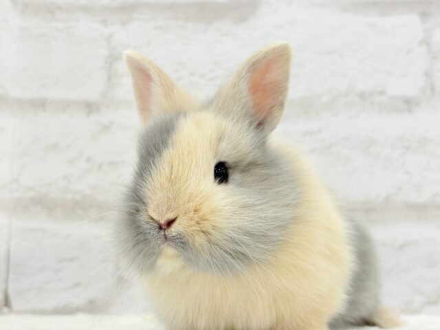 ジャージーウーリー