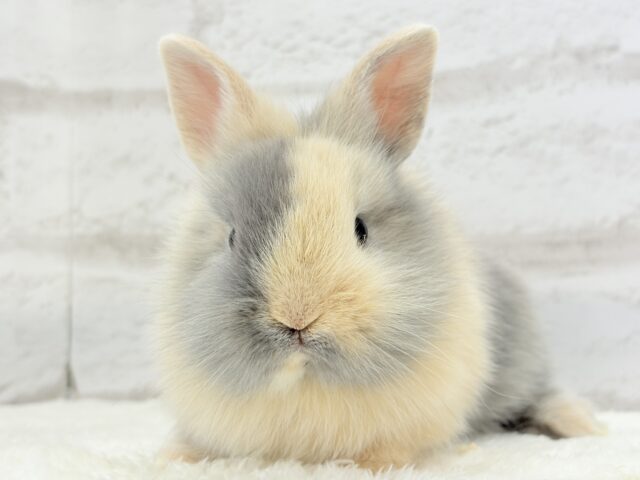 ジャージーウーリー