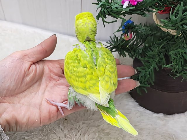 セキセイインコ