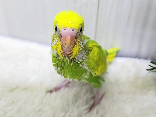えだまめカラー🫛のセキセイインコのヒナ(グリーンスパングル)入荷しました♡