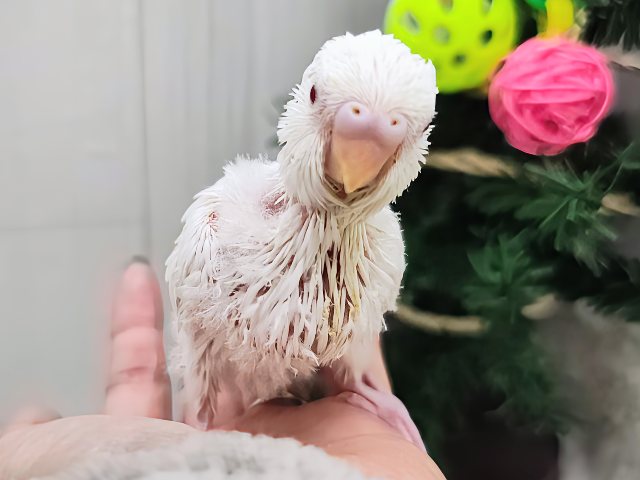 一足お先に雪景色〜⛄️❄セキセイインコのヒナ(アルビノ)入荷しました❤️