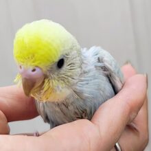 ベビーフェイス👶♡のセキセイインコ(パステルレインボーパイド)のヒナ入荷しました❤️