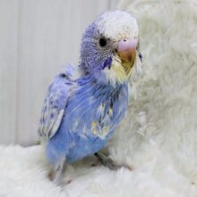 ブルーハワイみたいに鮮やか💙セキセイインコのヒナ(ブルースパングル)入荷しました❤️