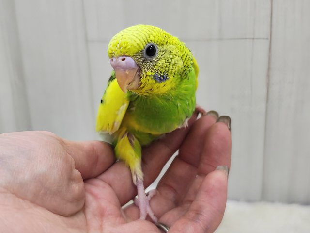 セキセイインコ