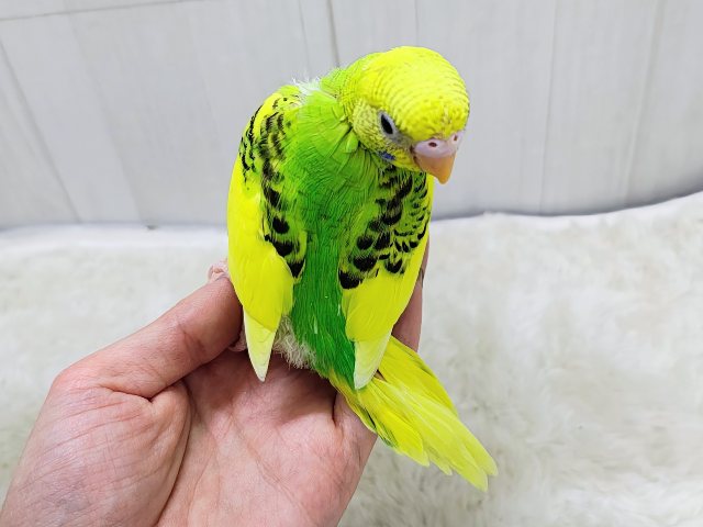 表現力高め︎💕︎︎セキセイインコのヒナ(グリーンパイド)入荷しました❤️ セキセイインコ