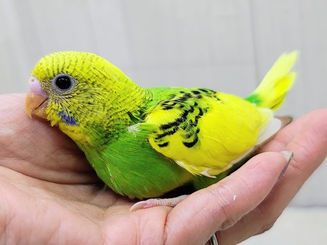 表現力高め︎💕︎︎セキセイインコのヒナ(グリーンパイド)入荷しました❤️ セキセイインコ
