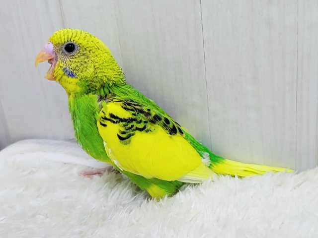 表現力高め︎💕︎︎セキセイインコのヒナ(グリーンパイド)入荷しました❤️ セキセイインコ
