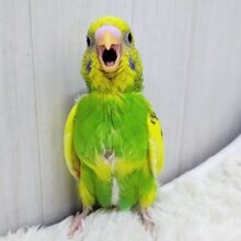 表現力高め︎💕︎︎セキセイインコのヒナ(グリーンパイド)入荷しました❤️