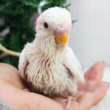 真っ白なスノーマジック✨セキセイインコのヒナ(アルビノ)入荷しました❤️