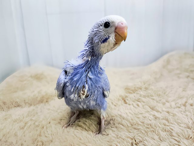 明るいブルーが降りそそぐ〜🩵セキセイインコのヒナ(ブルースパングル)入荷しました❤️ セキセイインコ