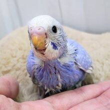 明るいブルーが降りそそぐ〜🩵セキセイインコのヒナ(ブルースパングル)入荷しました❤️