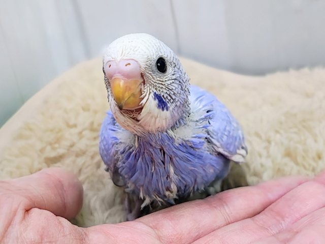明るいブルーが降りそそぐ〜🩵セキセイインコのヒナ(ブルースパングル)入荷しました❤️