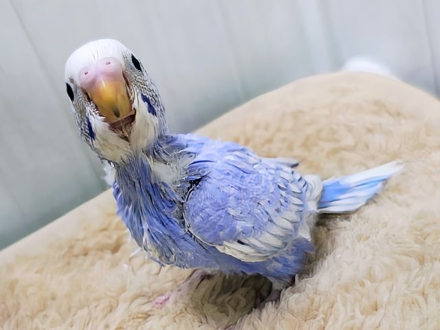 明るいブルーが降りそそぐ〜🩵セキセイインコのヒナ(ブルースパングル)入荷しました❤️ セキセイインコ