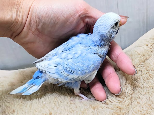 明るいブルーが降りそそぐ〜🩵セキセイインコのヒナ(ブルースパングル)入荷しました❤️ セキセイインコ