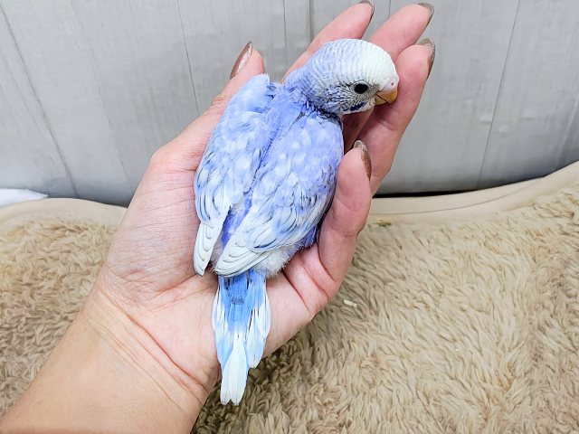 明るいブルーが降りそそぐ〜🩵セキセイインコのヒナ(ブルースパングル)入荷しました❤️ セキセイインコ