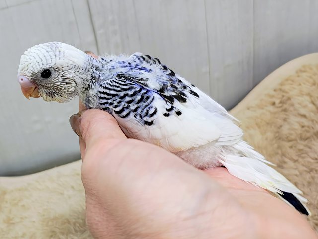 くっきりハッキリ✨セキセイインコのヒナ(ブルーパイド)入荷しました❤️ セキセイインコ