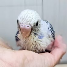くっきりハッキリ✨セキセイインコのヒナ(ブルーパイド)入荷しました❤️