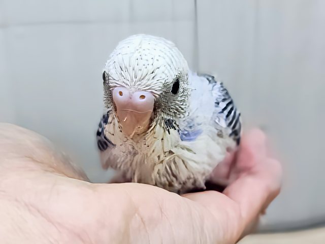 くっきりハッキリ✨セキセイインコのヒナ(ブルーパイド)入荷しました❤️