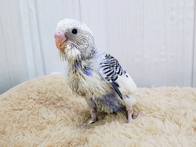 くっきりハッキリ✨セキセイインコのヒナ(ブルーパイド)入荷しました❤️ セキセイインコ