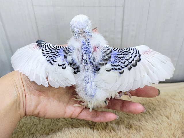 くっきりハッキリ✨セキセイインコのヒナ(ブルーパイド)入荷しました❤️ セキセイインコ
