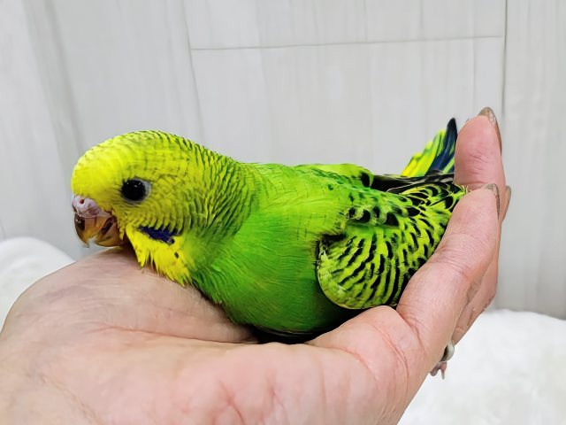 あれれ?ベタなれまっしぐら?✨セキセイインコのヒナ(グリーンオパーリン)入荷しました❤️ セキセイインコ