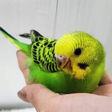 あれれ？ベタなれまっしぐら？✨セキセイインコのヒナ(グリーンオパーリン)入荷しました❤️