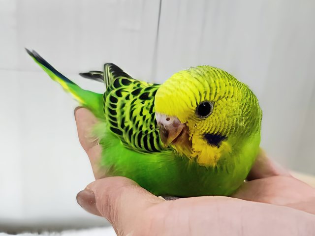 あれれ？ベタなれまっしぐら？✨セキセイインコのヒナ(グリーンオパーリン)入荷しました❤️