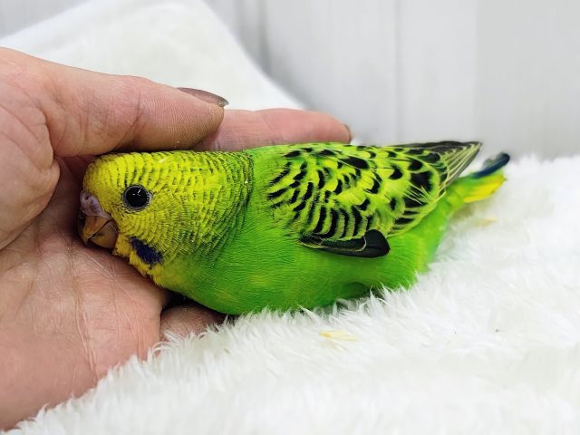 あれれ?ベタなれまっしぐら?✨セキセイインコのヒナ(グリーンオパーリン)入荷しました❤️ セキセイインコ