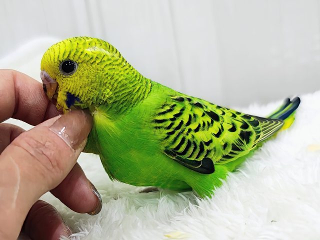 あれれ?ベタなれまっしぐら?✨セキセイインコのヒナ(グリーンオパーリン)入荷しました❤️ セキセイインコ