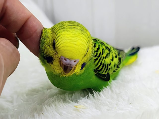あれれ?ベタなれまっしぐら?✨セキセイインコのヒナ(グリーンオパーリン)入荷しました❤️ セキセイインコ