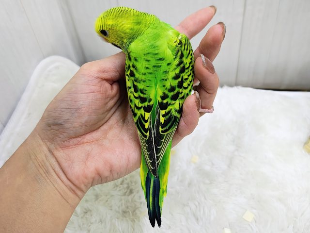 あれれ?ベタなれまっしぐら?✨セキセイインコのヒナ(グリーンオパーリン)入荷しました❤️ セキセイインコ